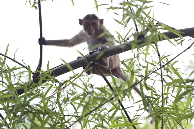 대나무 숲 태국에서 긴 꼬리 원숭이 또는 Macaca fascicularis