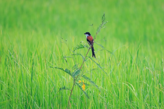 Foto distretto di nakhon nayok thailandia, shrike pak phli dalla coda lunga