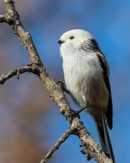 Longtailed tit Aegithalos caudatus 새가 하늘을 배경으로 나뭇가지에 앉아 있다