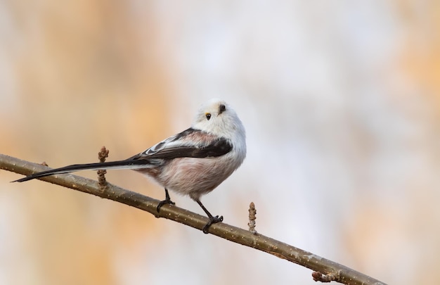 シジュウカラ Aegithalos caudatus 枝に座って見上げる鳥