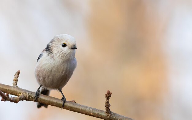 Longtailed tit Aegithalos caudatus 아름다운 흐릿한 배경 위에 앉아 있는 새