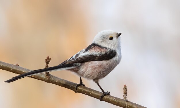 Longtailed tit Aegithalos caudatus A bird sitting on a beautiful blurred background