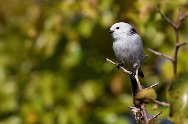 Longtailed tit Aegithalos caudatus 아름다운 흐릿한 배경 위에 앉아 있는 새