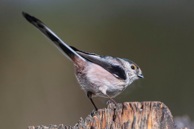 긴꼬리 젖꼭지 Aegithalos caudatus 그라나다 스페인