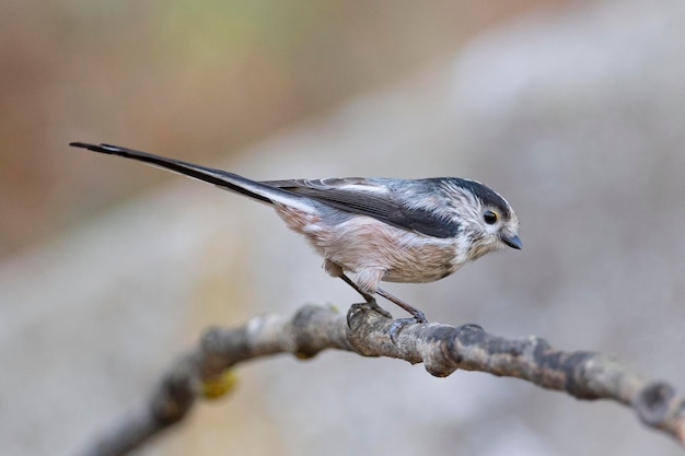 エナガAegithaloscaudatusグラナダスペイン