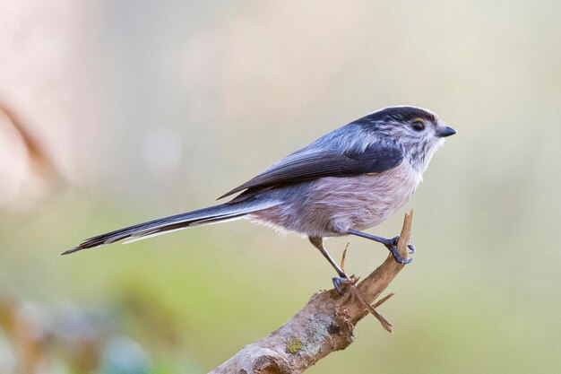 エナガAegithaloscaudatusグラナダスペイン