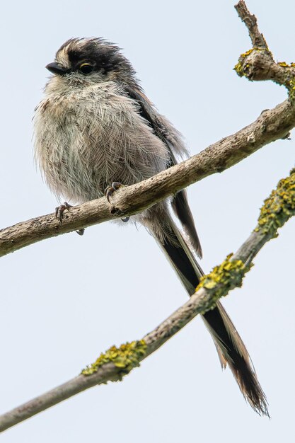 긴꼬리 젖꼭지 Aegithalos caudatus는 aiguamolls emporda girona spain에 있는 Aegithalidae 가족의 작은 새입니다.