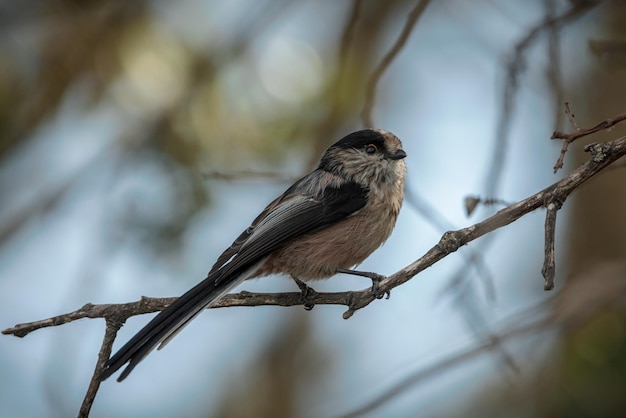 Foto longtailed tit aegithalos caudatus vogels in hun natuurlijke omgeving