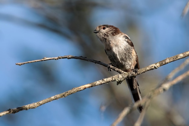 シジュウカラ Aegithalos caudatus