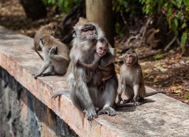 longtailedmacaque