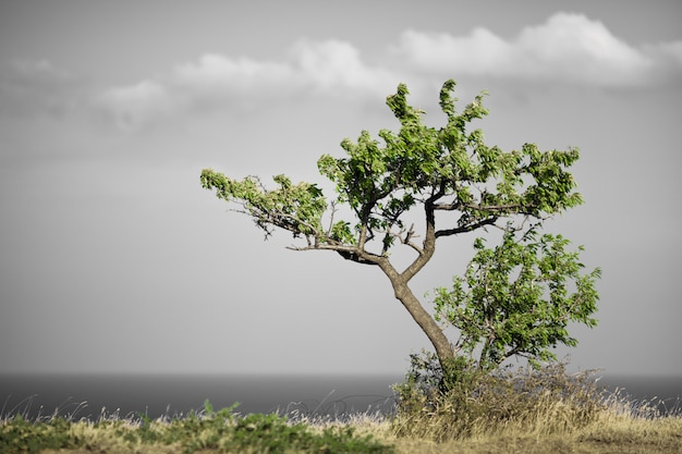 Lonley green tree