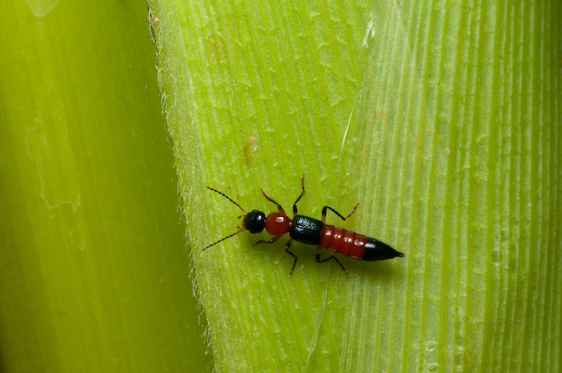 Foto lontkever, paederus fuscipes op blad