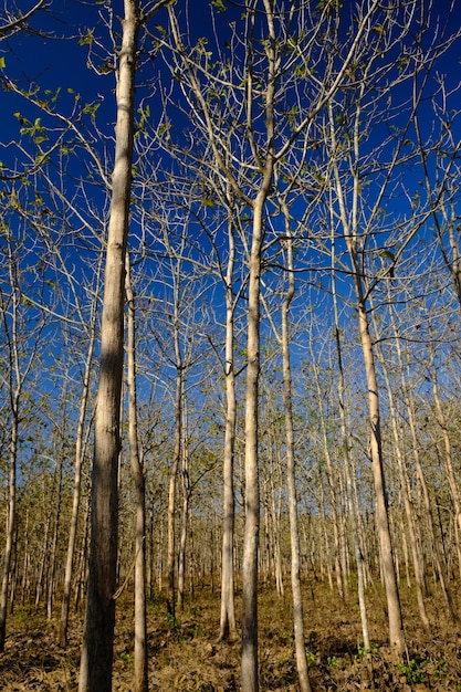 loof teakbos in het droge seizoen en blauwe luchten. natuurlijke achtergrond. teak plantages.