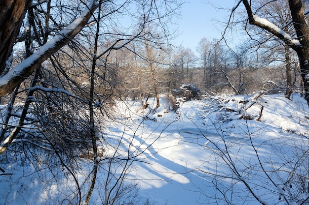 Loofbomen bedekt met sneeuw en vorst in de winter