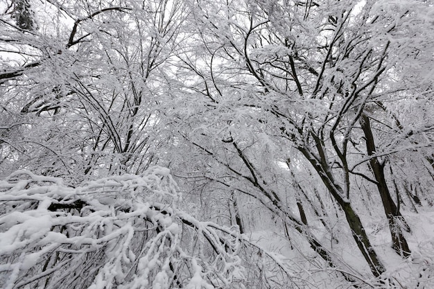 Loofbomen bedekt met sneeuw in de winter