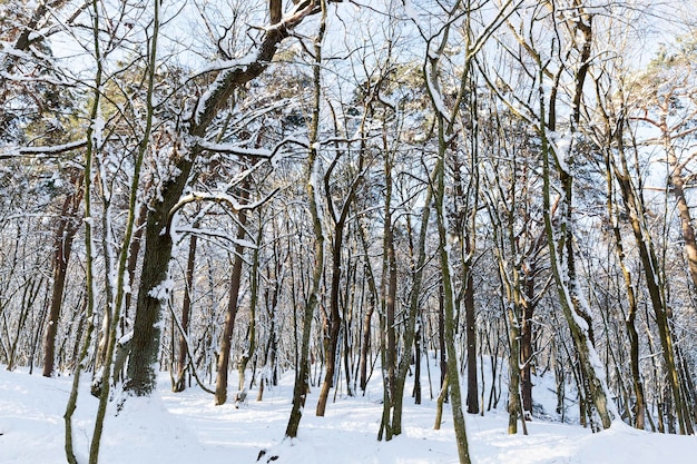 Loofbomen bedekt met sneeuw in de winter
