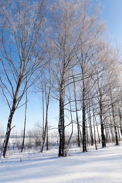 Loofbomen bedekt met sneeuw in de winter