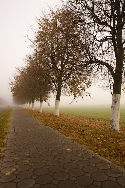 Loofbomen groeien in de herfst van het jaar