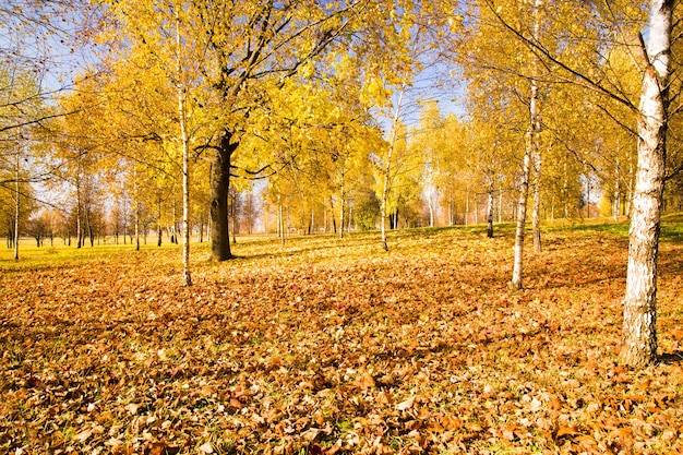 Loofbomen groeien in de herfst van het jaar