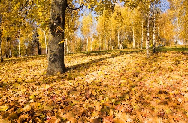 Loofbomen groeien in de herfst van het jaar