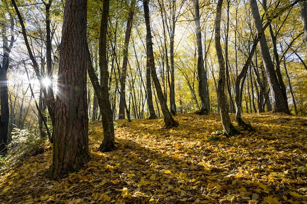 loofbomen in de herfst