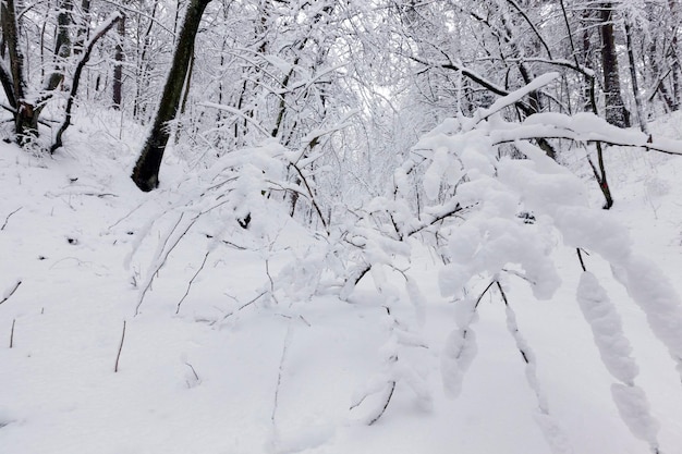 Loofbomen in de winter na een sneeuwval