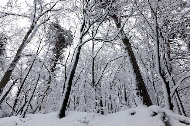 Loofbomen in de winter na een sneeuwval