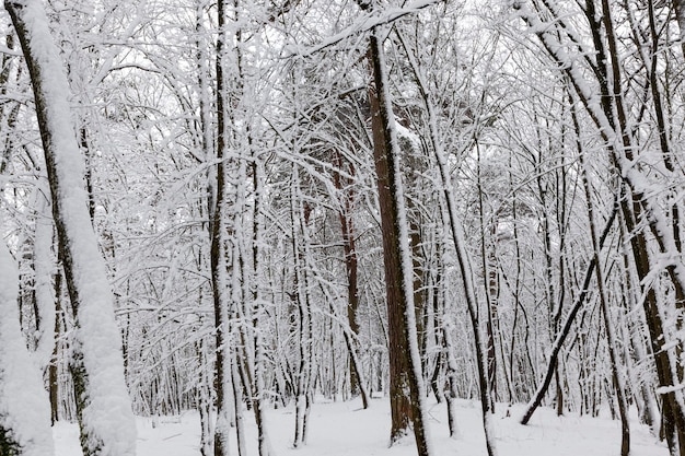 Loofbomen in de winter