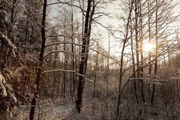 loofbomen in de winter