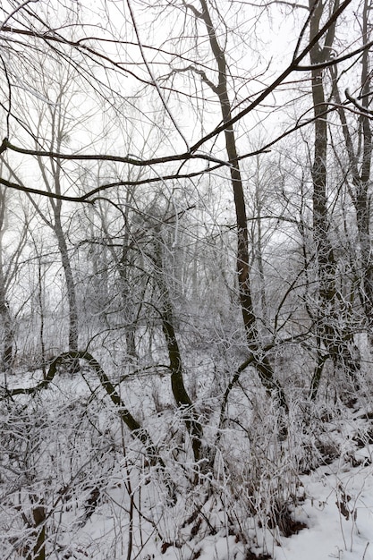 loofbomen in de winter