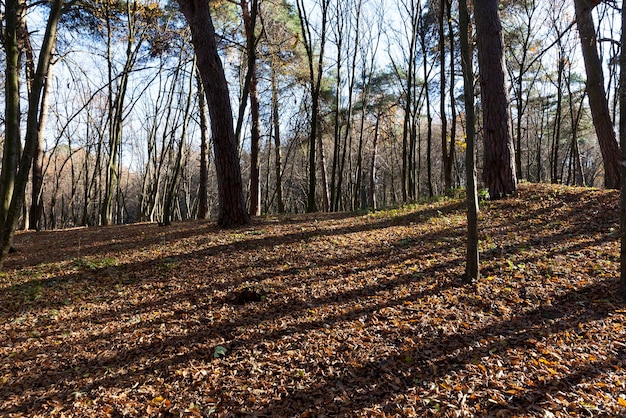 Loofbomen in het herfstseizoen tijdens bladval, gemengd bos met verschillende bomen tijdens bladval in de natuur