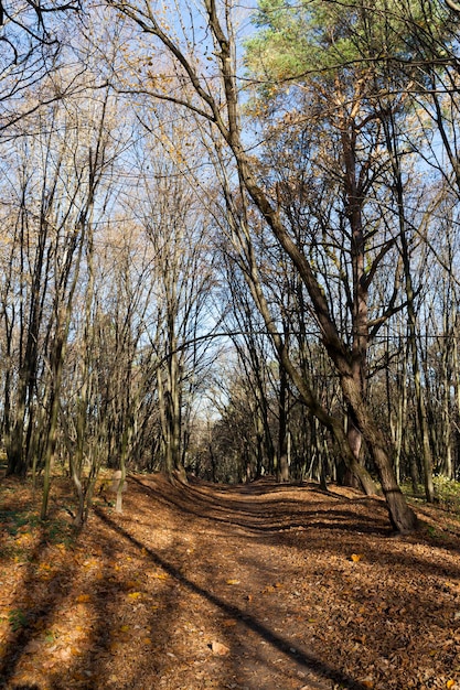 Loofbomen in het herfstseizoen tijdens bladval, gemengd bos met verschillende bomen tijdens bladval in de natuur