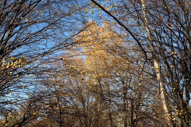 Loofbomen in het herfstseizoen tijdens bladval