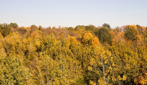 loofbomen in het herfstseizoen