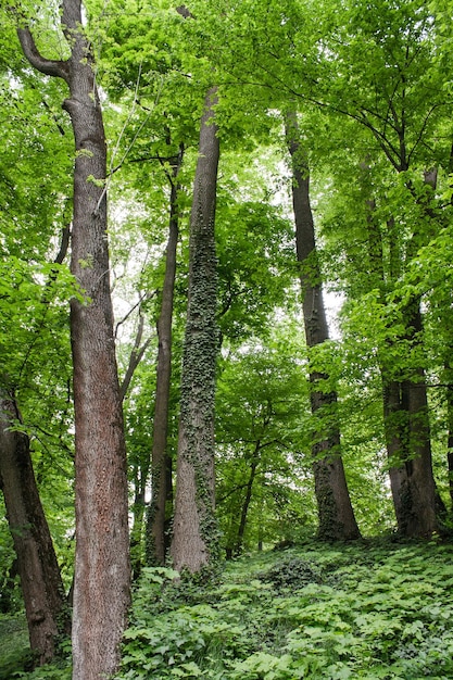 Loofbomen in het overwoekerde bos