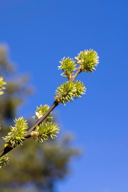 Loofbomen in het voorjaar met groen blad