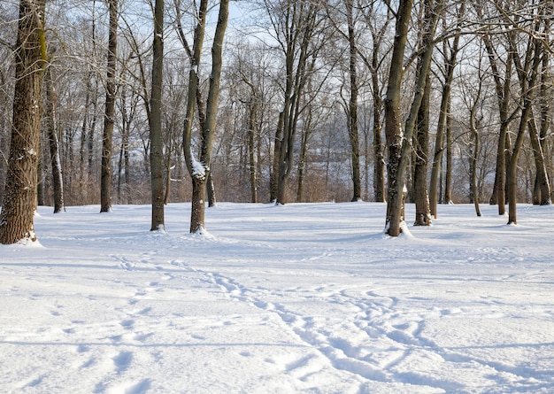 Loofbomen onder de sneeuw in de winter