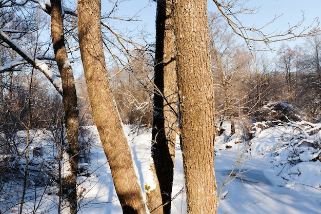 Loofbomen zonder blad in het winterseizoen, kale bomen bedekt met sneeuw na sneeuwval en sneeuwstormen, een echt natuurverschijnsel