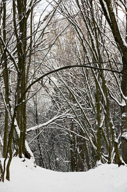 Loofbomen zonder bladeren in de sneeuw na sneeuwstormen en sneeuwval, natuurverschijnselen in het winterseizoen met planten en bomen zonder bladeren