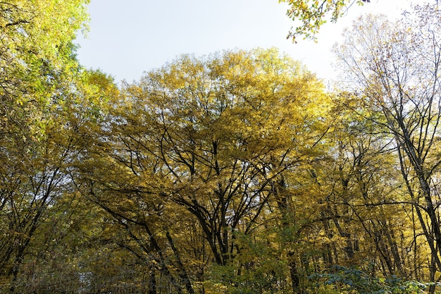 Loofbos tijdens bladval in de herfst en op esdoorns verandert de kleur van het loof naar geel en oranje