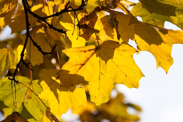 Loofeiken in het bos of in het park in de herfstbladval, eik met wisselend blad, prachtige natuur met eikenboom