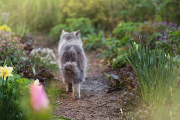 花壇で猫を振り返る庭でかわいい子猫庭で遊ぶ灰色の猫庭で猫を振り返る