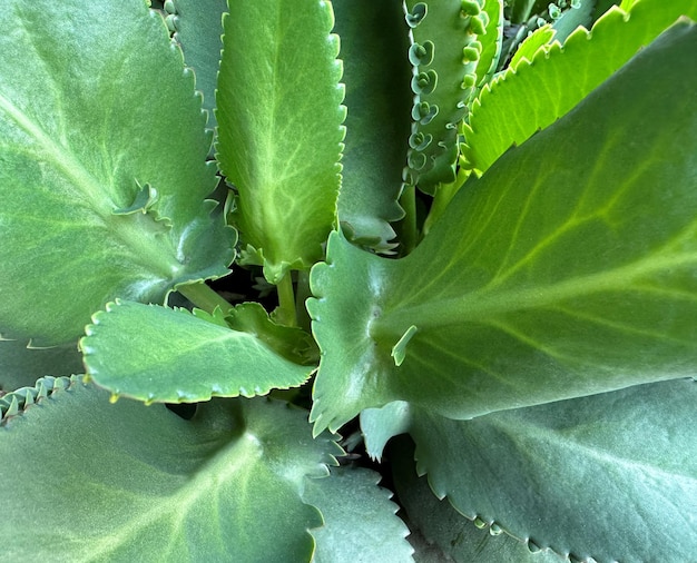 bryophyllum pinnatum 植物の質感を見てください。