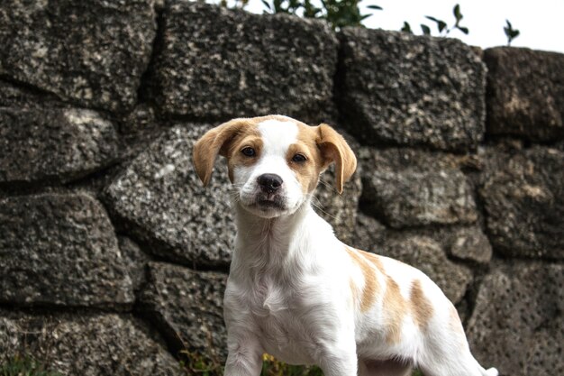 Foto lo sguardo del compagno