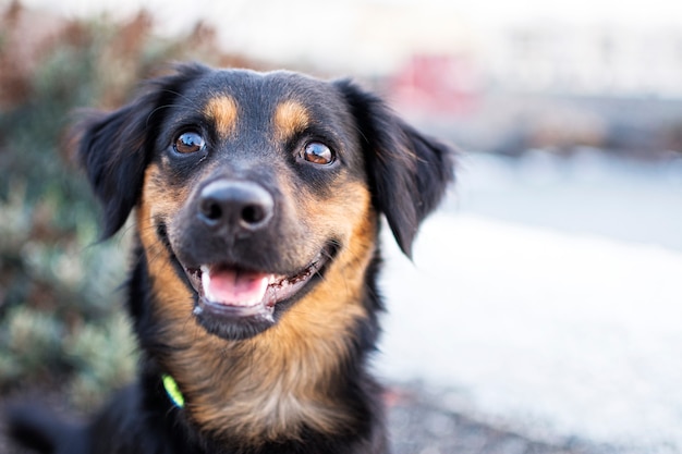 幸せな犬の表情。