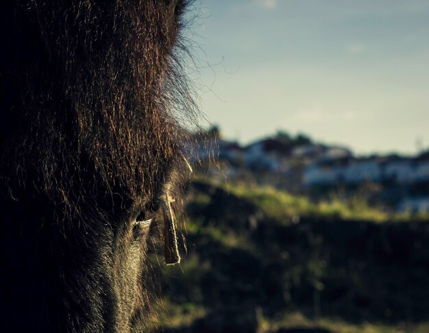 Foto lo sguardo del pony