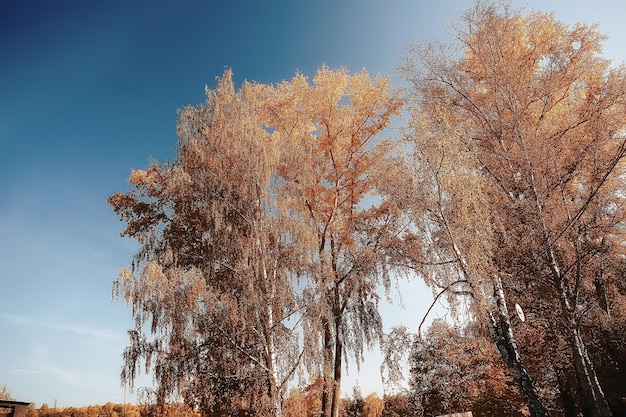 look up branches of autumn trees / abstract background, autumn landscape, yellow leaves on trees in the sky