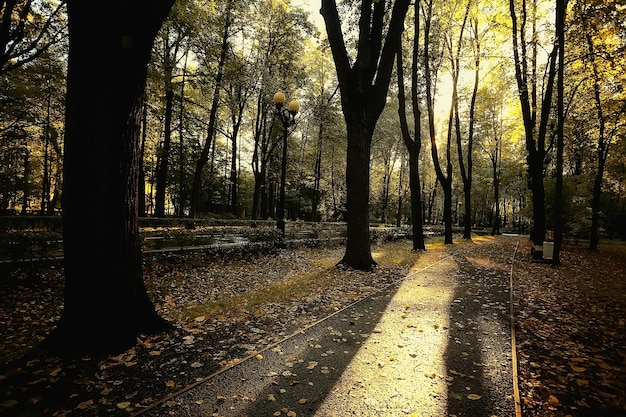 秋の木の枝を検索/抽象的な背景、秋の風景、空の木の黄色の葉