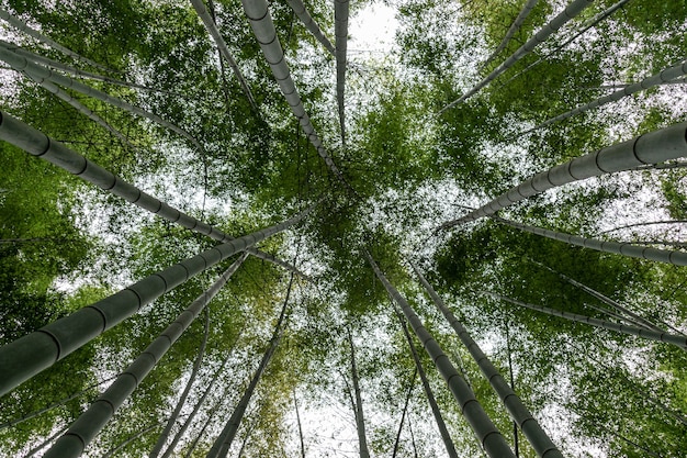 竹林の背の高い竹を見上げる