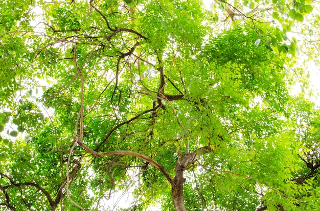 Guarda all'albero nel parco